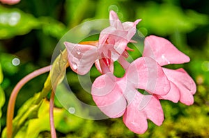 The Pink-Lipped Rhodocheila Habenaria (Pink Snap Dragon Flower)