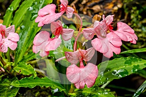 The Pink-Lipped Rhodocheila Habenaria (Pink Snap Dragon Flower)