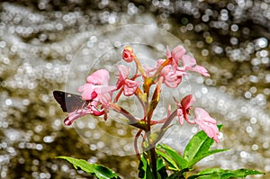 The Pink-Lipped Rhodocheila Habenaria (Pink Snap Dragon Flower)