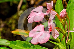 The Pink-Lipped Rhodocheila Habenaria (Pink Snap Dragon Flower)