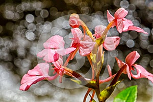 The Pink-Lipped Rhodocheila Habenaria (Pink Snap Dragon Flower)