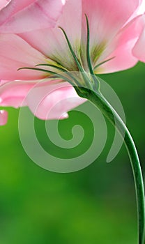 Pink lisianthus flower