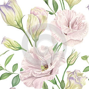 Pink Lisianthus flowers, green leaves seamless watercolor pattern isolated on white. Spring Eustoma blossom. Love Rose