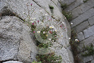 Pink little daisies growing in the wall.