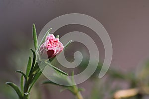 Pink little flower on microphotography gray background