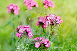 Pink little flowers