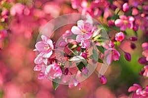 Pink little flowers on a blooming tree on a spring sunny day