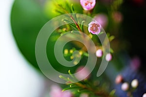 Pink little grass flower with green leaf blurry background