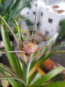 A pink and little pineapple flower. A close up of a pink pineapple flower. Un acercamiento a una flor de piÃÂ±a photo