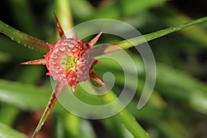 Pink little pineapple.
