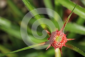 Pink little pineapple.