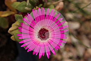 Pink livingstone daisy flower in close up