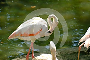 Pink long legs flamingo birds in a pond