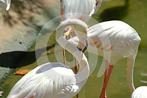 Pink long legs flamingo birds in a pond