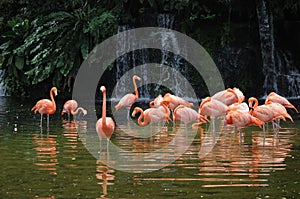 Pink long legs flamingo birds in a pond