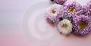 Pink long wooden banner  which lie pink aster flowers. Place for text