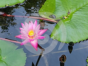 Pink lotus