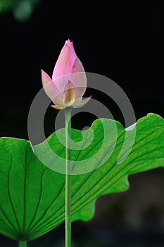 Pink lotus