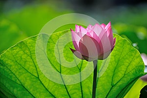 Pink lotus