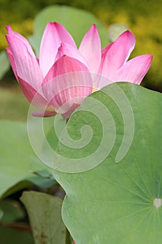 Pink Lotus