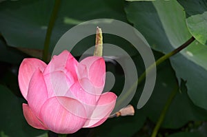 Pink Lotus