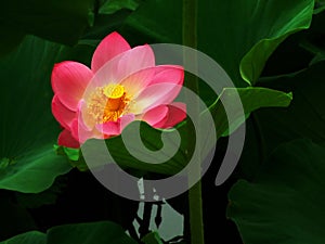 Pink Lotus