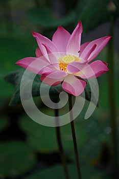 Pink Lotus