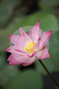 Pink Lotus