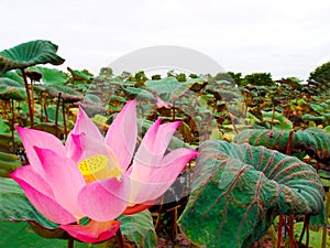 Pink Lotus