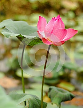 Pink Lotus