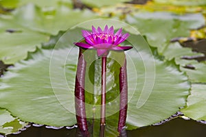 Pink lotus