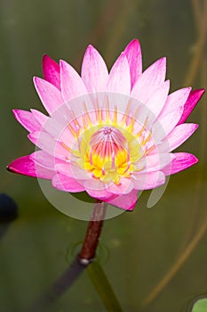 Pink lotus