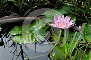 A pink lotus