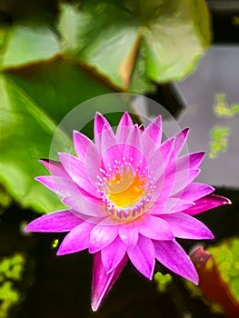 Pink lotus