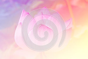 Pink lotus background