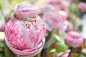 Pink lotus background