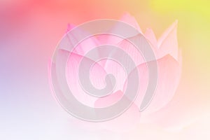 Pink lotus background image