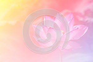 Pink lotus background image select focus