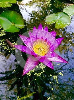 Pink lotus and beatify reflex in the pool.