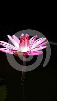 pink lotus photo