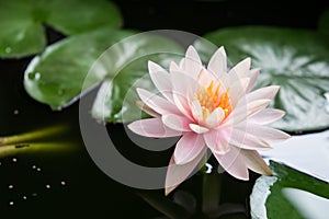 pink lotus