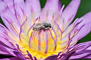 Pink lotus with bee