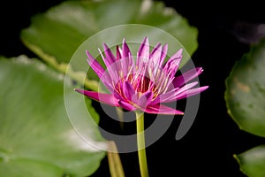 Pink lotus, on black background