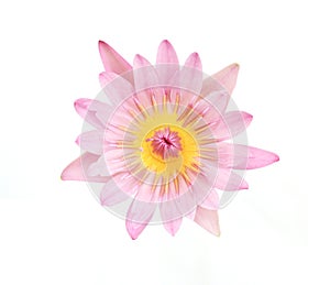 Pink lotus bloom