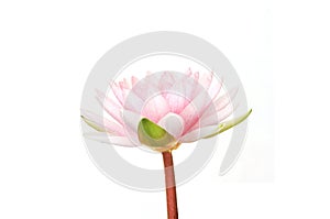 Pink lotus bloom