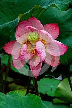 Pink lotus in bloom against the green leaves