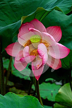 Pink lotus in bloom against the green leaves