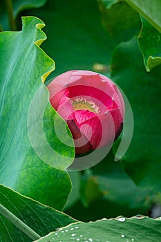 Pink lotus in bloom against the green leaves