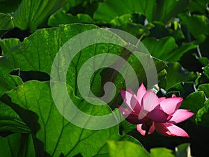 Pink lotus bloom photo