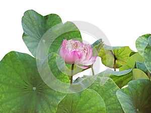 Pink lotus bloom in the midst of green leaves